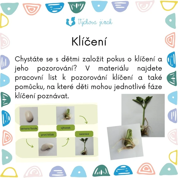 Klíčení