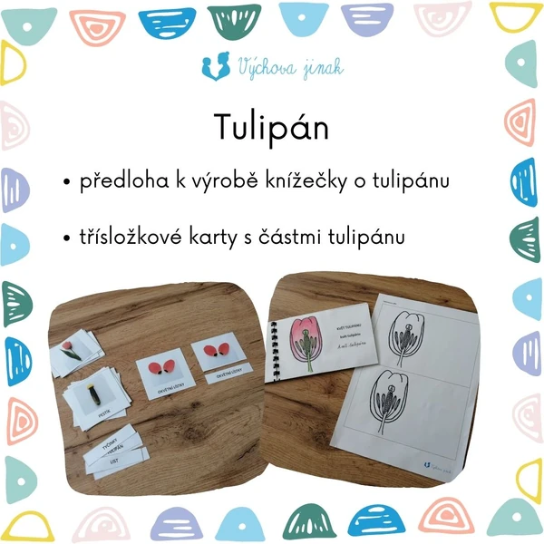 Tulipán