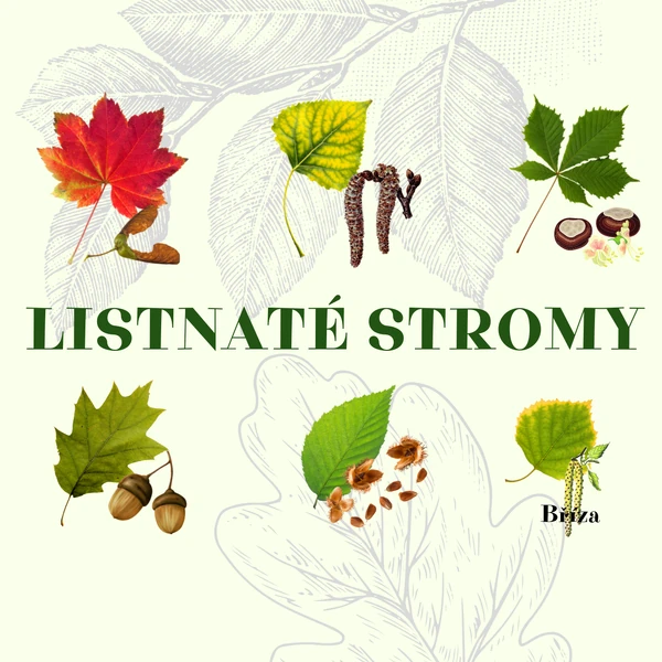 Výukové karty "LISTNATÉ STROMY" + PLAKÁT