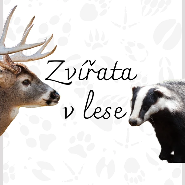 Infokarty "ZVÍŘATA V LESE"