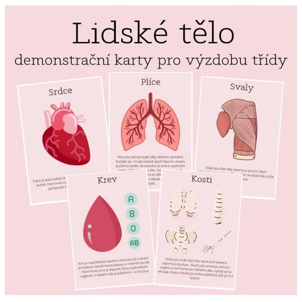 Lidské tělo - demonstrační karty