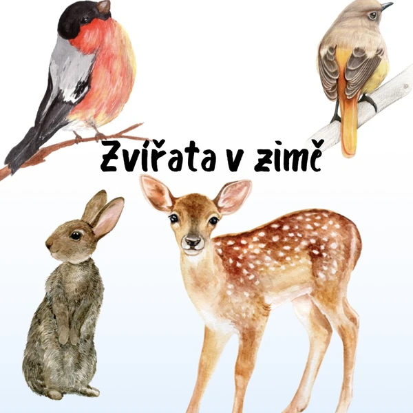 Zvířátka v zimě 