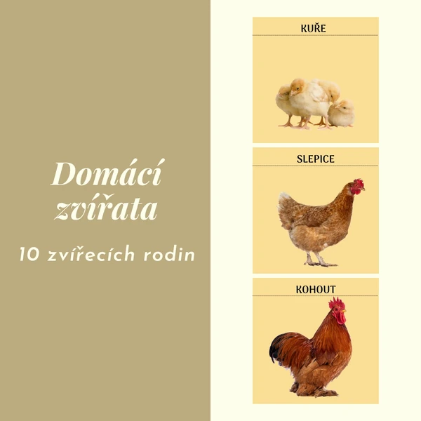 Domácí zvířata