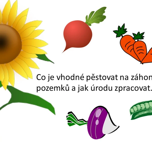 Co je vhodné pěstovat na záhonech školní zahrady