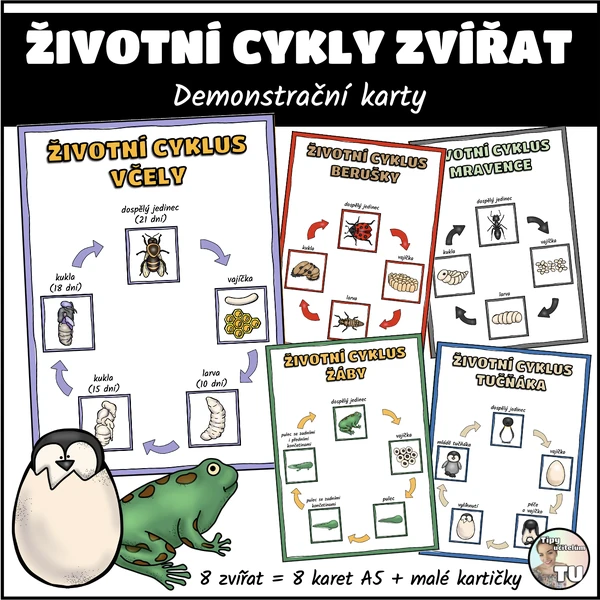 Životní cykly zvířat - demonstrační karty