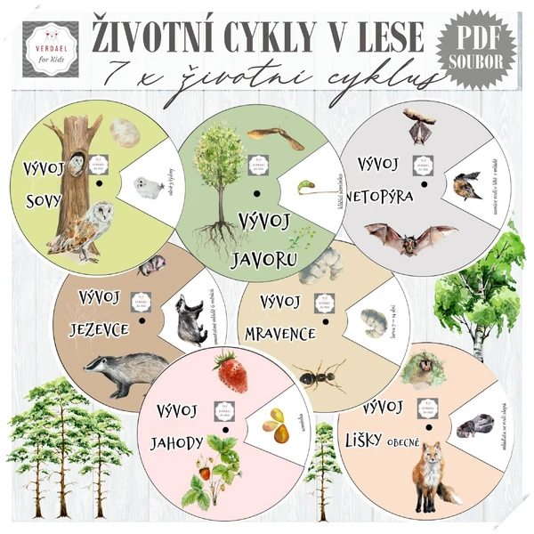 ŽIVOTNÍ CYKLY V LESE