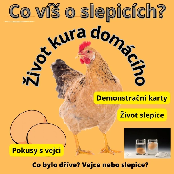 Co víš o slepicích