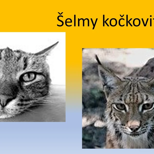Šelmy kočkovité
