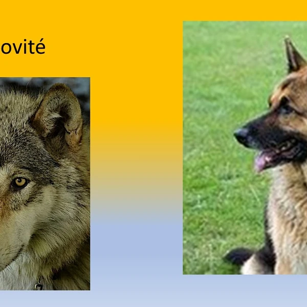 Šelmy psovité