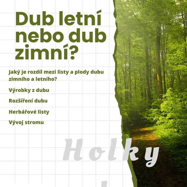 Dub letní nebo dub zimní?