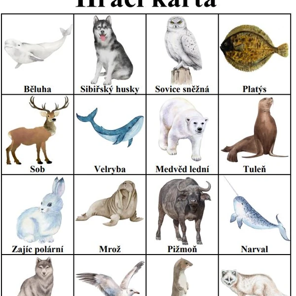 Bingo - Arktická zvířata
