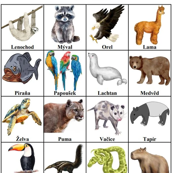 Bingo - Americká zvířata