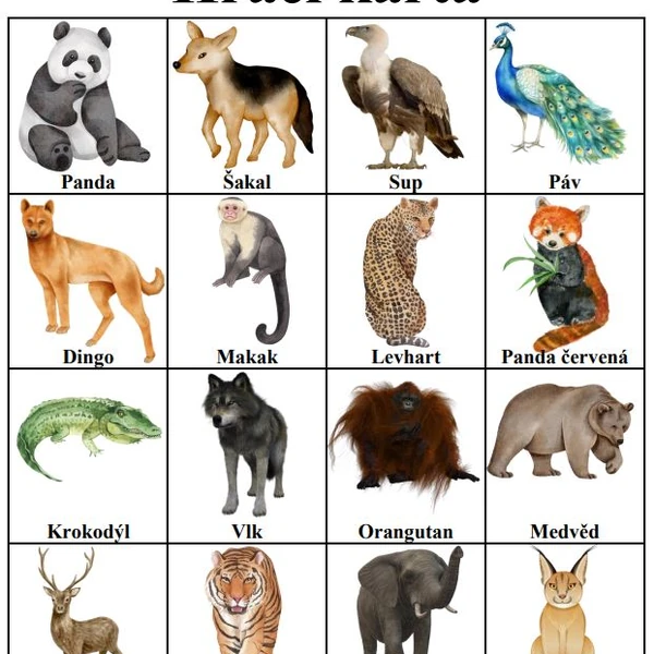 Bingo - Asijká zvířata