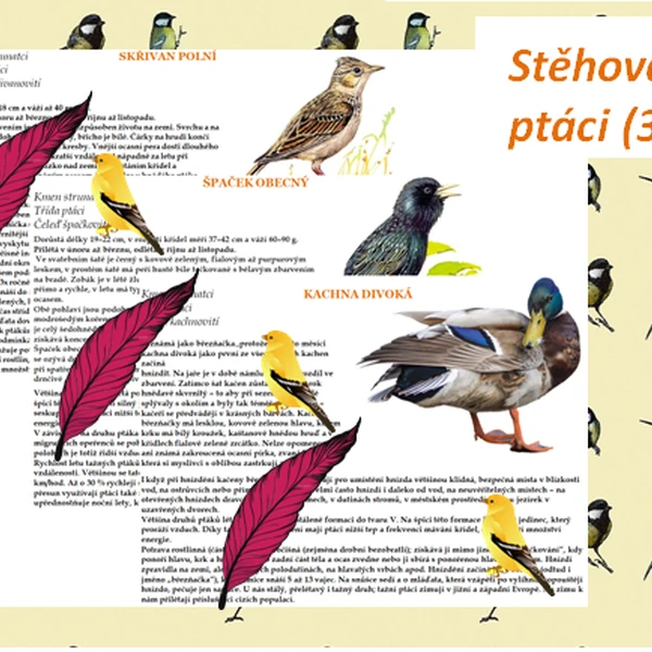 Stěhovaví ptáci (3)