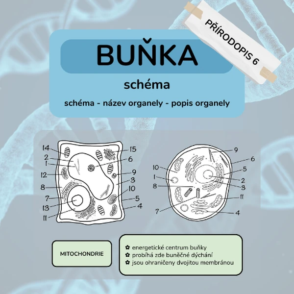 Buňka - název a charakteristika organel
