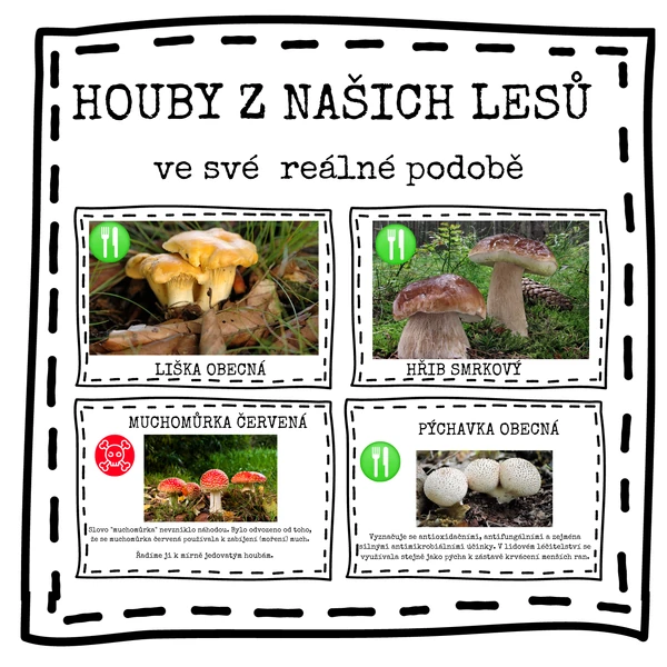 Houby z našich lesů 