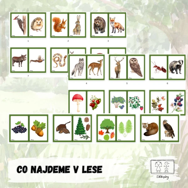 Co najdeme v lese (zvířata a rostliny)