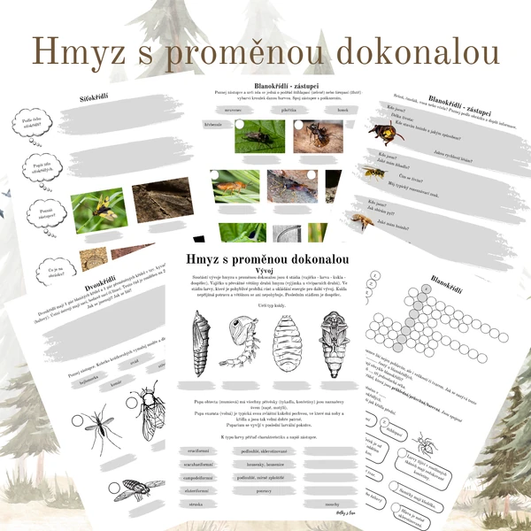 Hmyz s proměnou dokonalou 