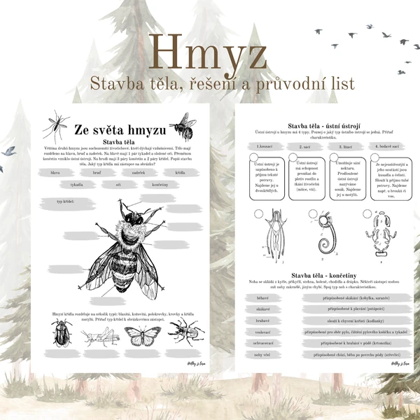 Hmyz 