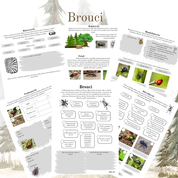 Brouci