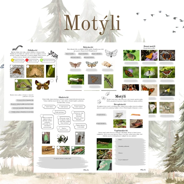 Motýli