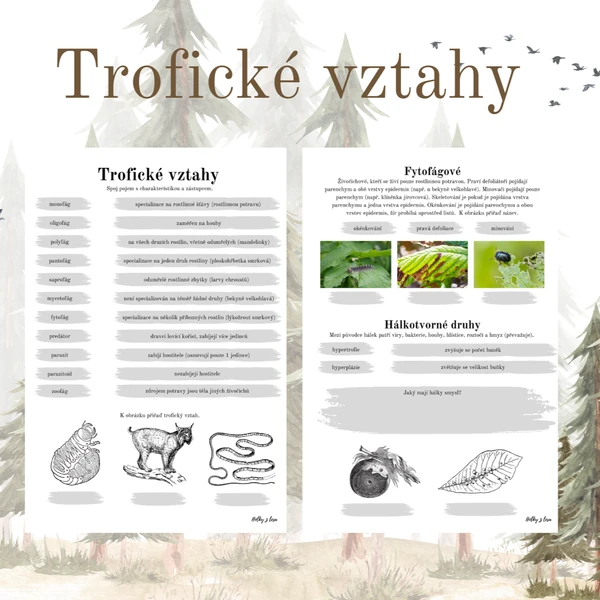 Trofické vztahy