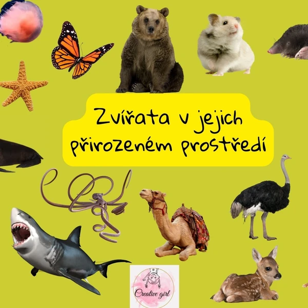 Zvířata v jejich přirozeném prostředí