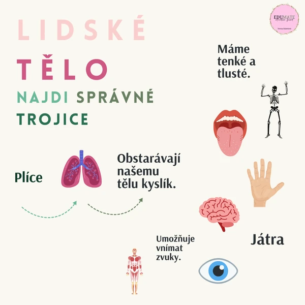 Lidské tělo - najdi správné trojice 