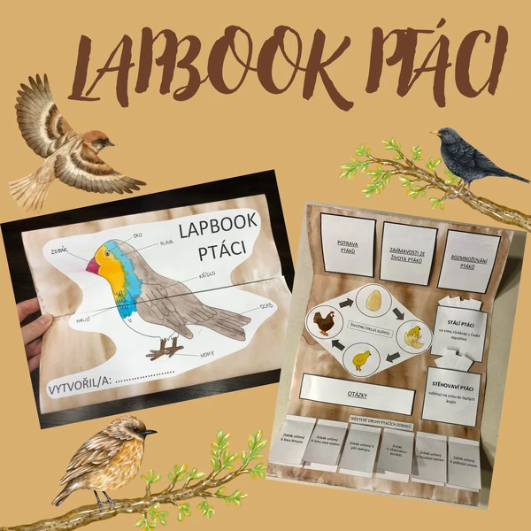 Lapbook - ptáci