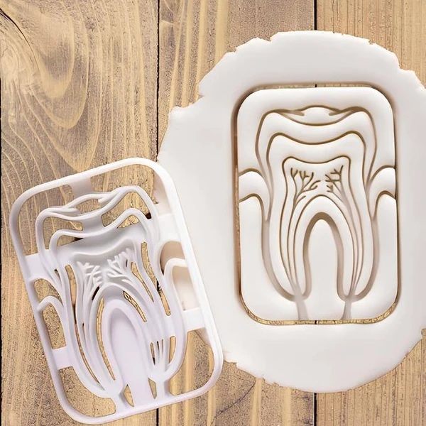 3D modely vykrajovátek na 3D tisk - Anatomie zubu