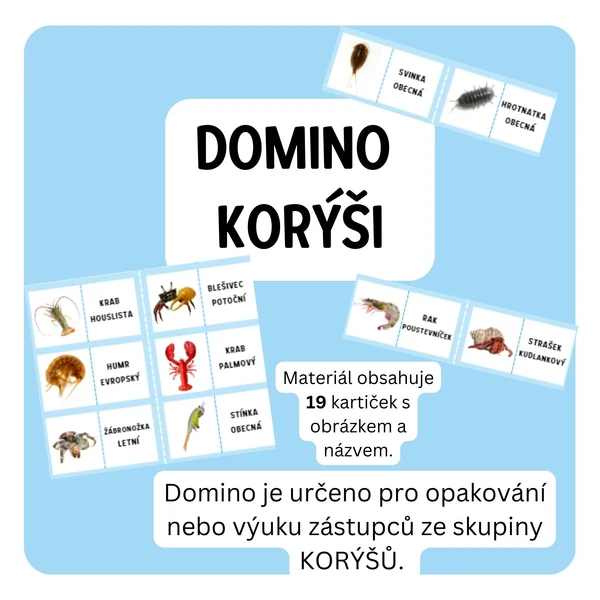 Domino korýši