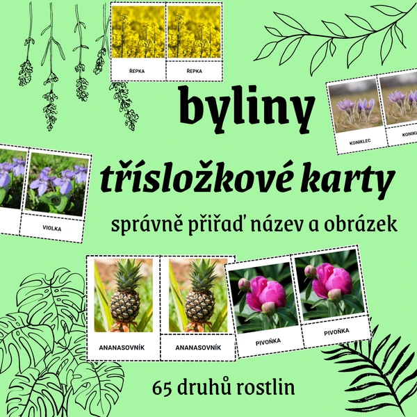 TŘÍSLOŽKOVÉ KARTY: BYLINY (65 druhů)