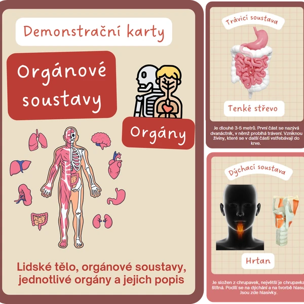 Lidské tělo - orgány