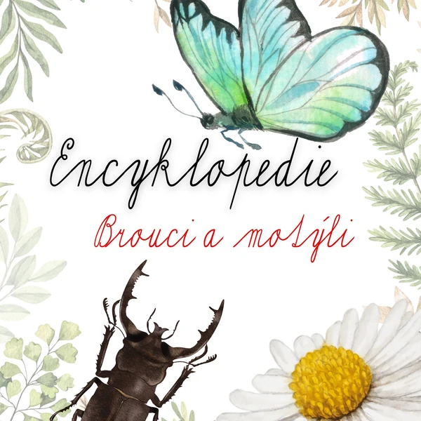 Brouci a motýli