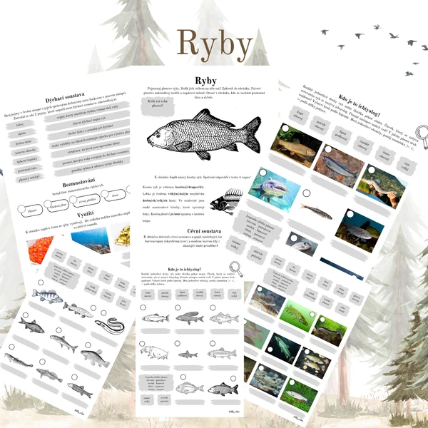 Ryby