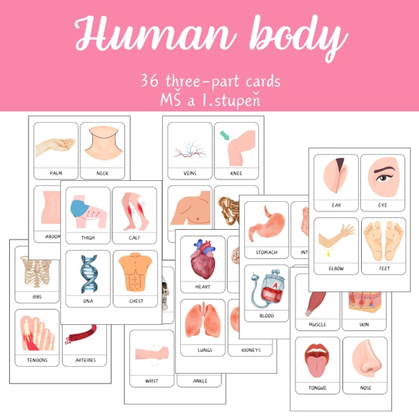 Three-part cards - HUMAN BODY