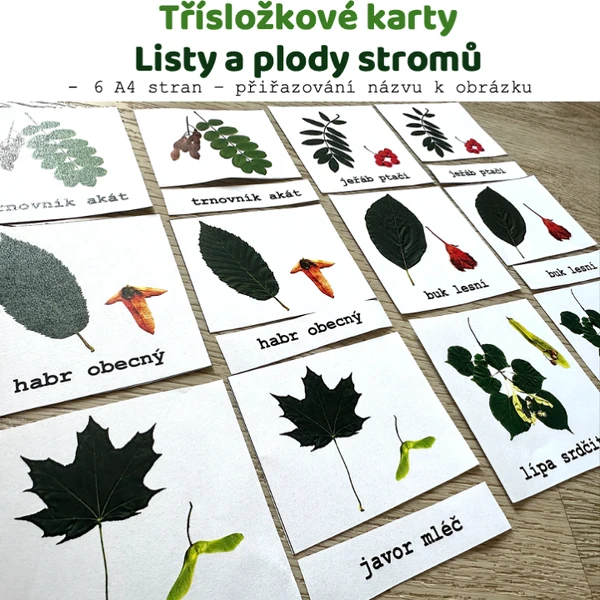 Třísložkové karty - Listy a plody stromů