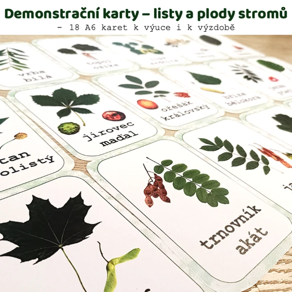 Demonstrační karty - listy a plody stromů