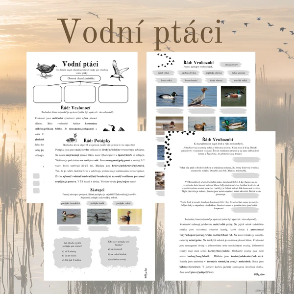 Vodní ptáci