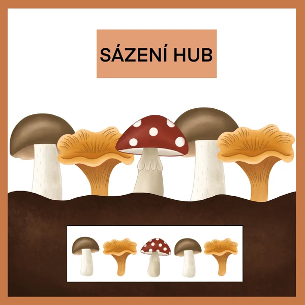 Sázení hub do řady
