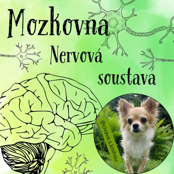 Nervová soustava - karetní hra Mozkovna