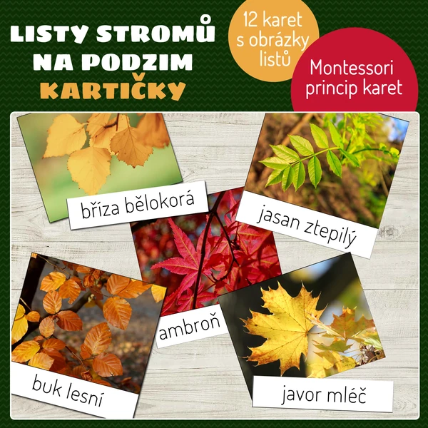 Listy stromů na podzim - kartičky