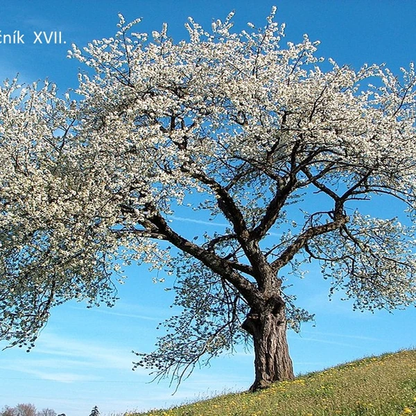 Prvouka pro 2. ročník XVII.