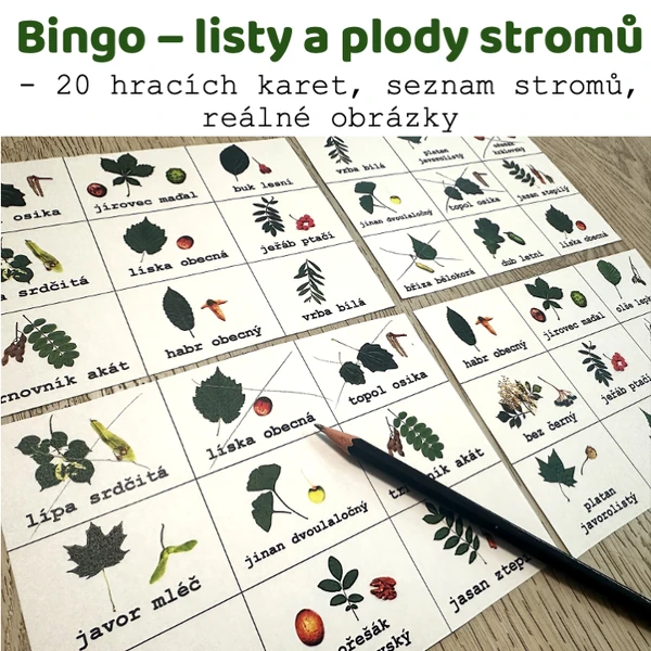 Bingo - listy a plody stromů