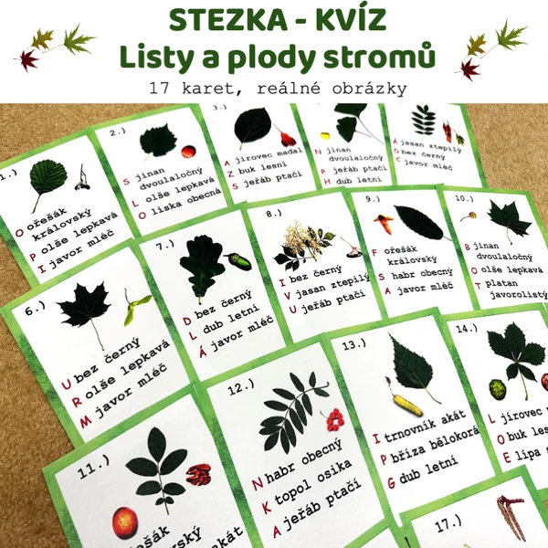 Stezka - kvíz - Listy a plody stromů