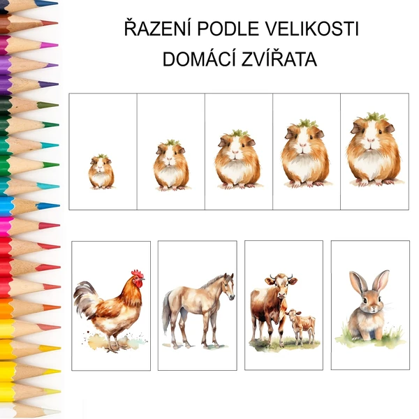 Řazení podle velikosti DOMÁCÍ ZVÍŘATA