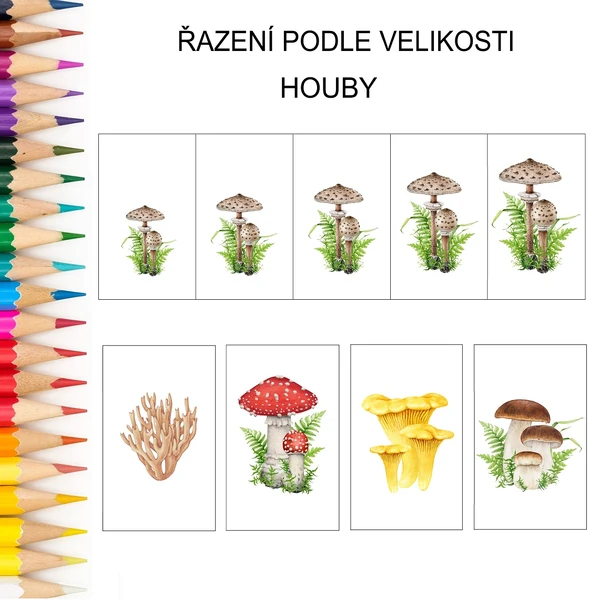 Řazení podle velikosti HOUBY