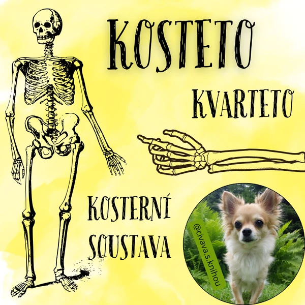 Kosterní soustava - kvarteto