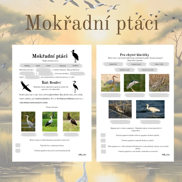 Mokřadní ptáci
