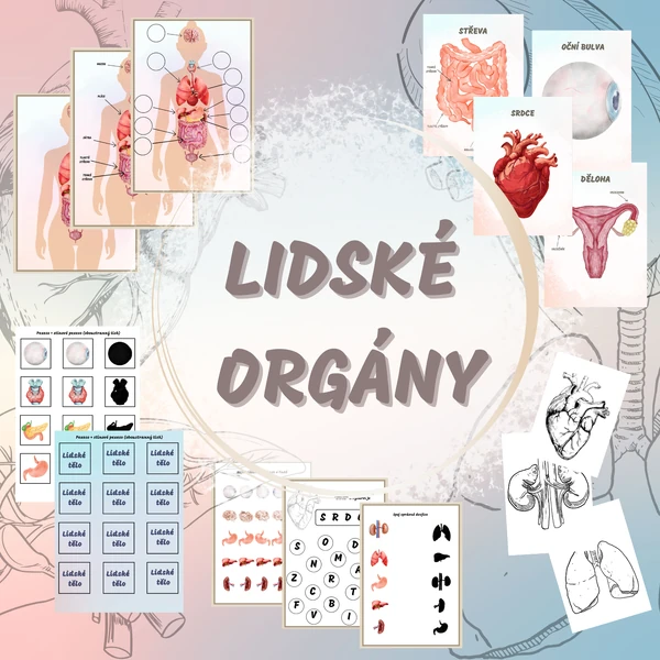 Lidské orgány